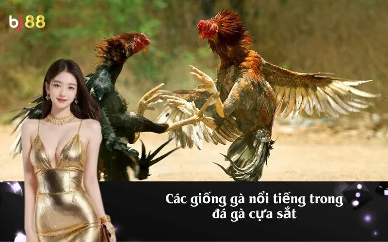Các giống gà nổi tiếng trong đá gà cựa sắt
