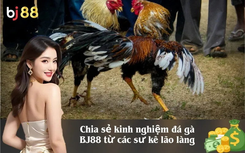 Chia sẻ kinh nghiệm đá gà BJ88 từ các sư kê lão làng