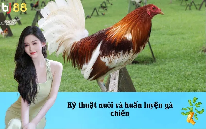 Kỹ thuật nuôi và huấn luyện gà chiến